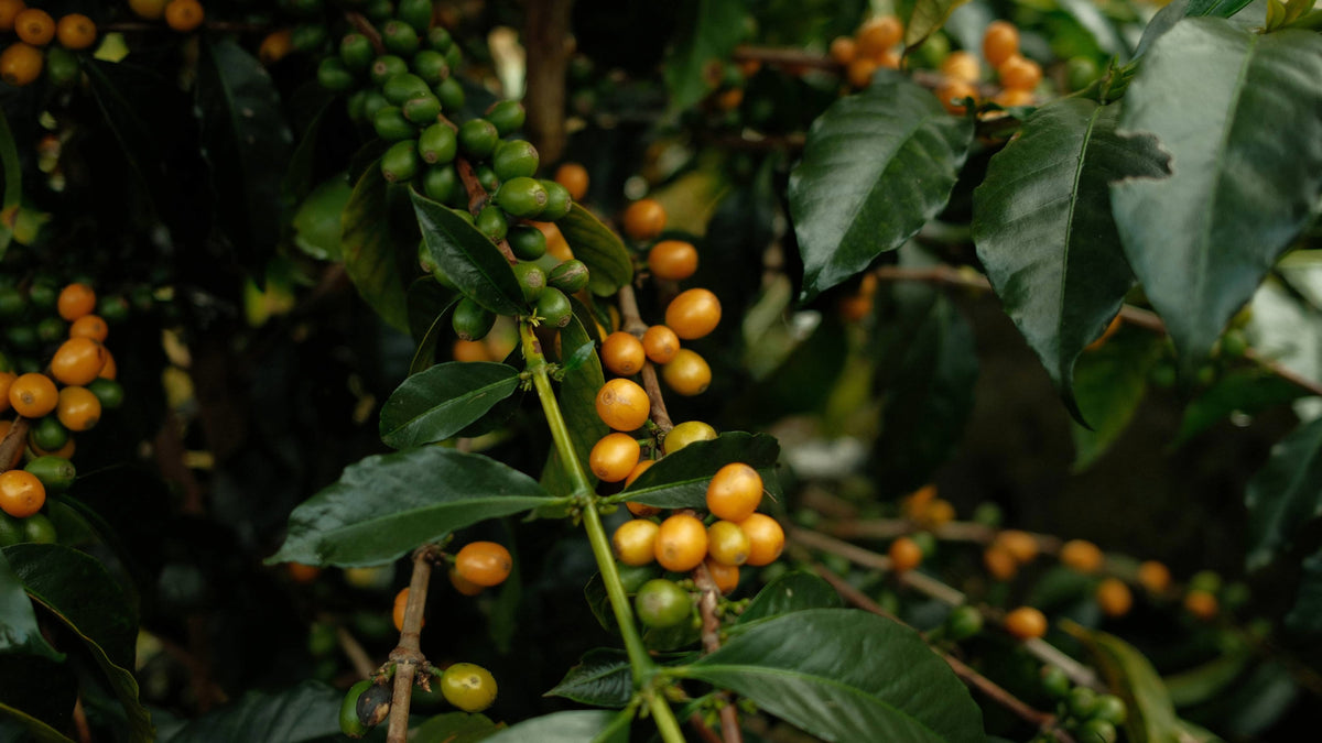 Le café vient d’un fruit