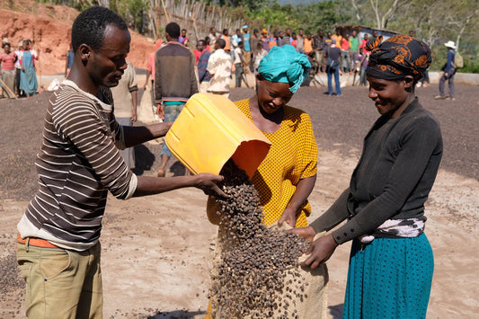 Voyage à la source: l’Éthiopie, berceau du café